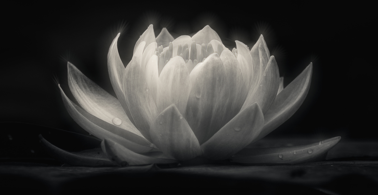 white lotus flower on black background